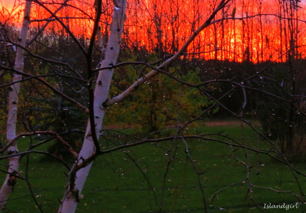 Firey sky in my backyard by radiogirl