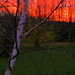 Firey sky in my backyard by radiogirl