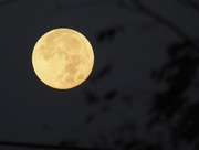 7th Nov 2014 - Setting Moon