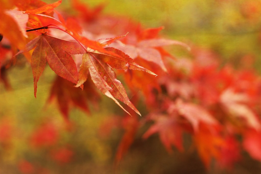 Autumn Wonder by mzzhope