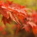 Autumn Wonder by mzzhope