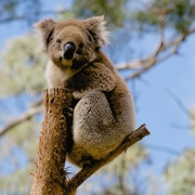 7th Nov 2014 - Sweet Koala