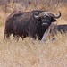 Cape Buffalo aka "the Widow Maker" by redy4et
