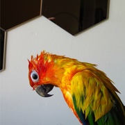 8th Nov 2014 - Parrot profile