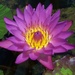This is why I have a pond! by gigiflower