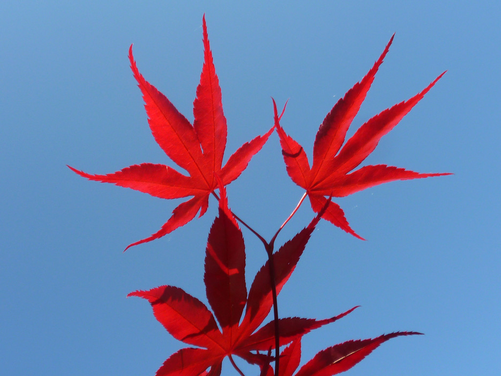 Acer by denisedaly