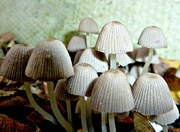 9th Nov 2014 - Fungi or Funguses