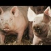 3 Little Pigs by callymazoo