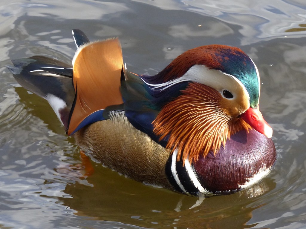  Mandarin Duck by susiemc