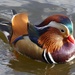  Mandarin Duck by susiemc