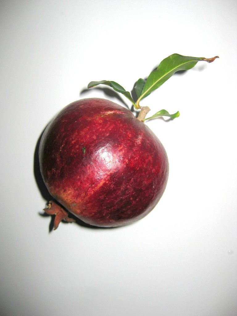pomegranate by blueberry1222