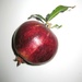 pomegranate by blueberry1222