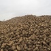 Sugar Beet Mountain by foxes37