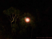 7th Nov 2014 - Lunar Serengeti