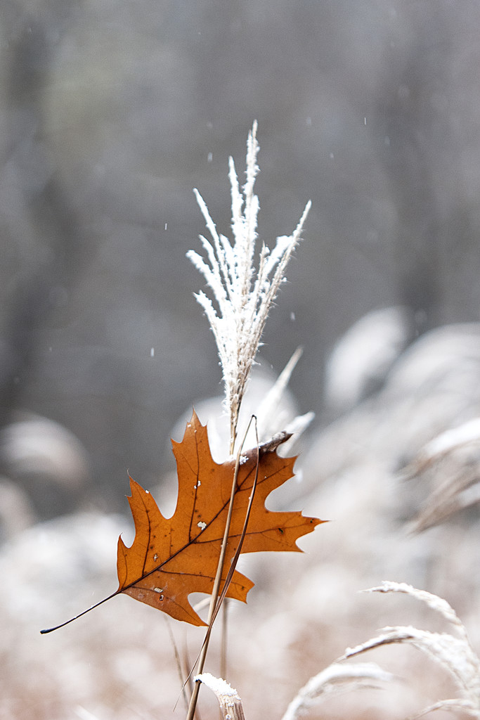 Winter Starting / Fall Ending! by fayefaye