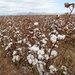 Arizona Cotton Field by whiteswan