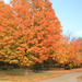 Autumn in Michigan by rhoing