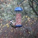 woodpecker by jokristina