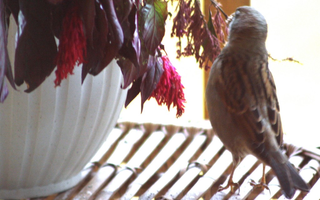 Pretty bird at flower pot. by bruni