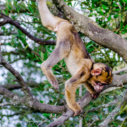 9th Nov 2014 - Young Barbary Macaque 