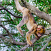 Young Barbary Macaque  by tonygig