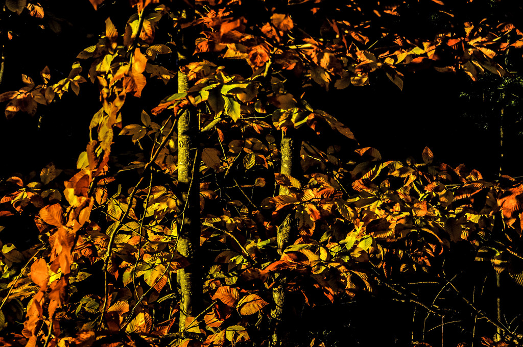 Golden light on the leaves! by joansmor