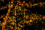 8th Nov 2014 - Golden light on the leaves!