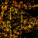 Golden light on the leaves! by joansmor