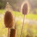 Teasel in the morning by francoise