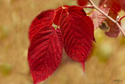 8th Nov 2014 - Wild Raspberry Leaves