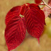 Wild Raspberry Leaves by skipt07