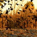 Flurry of Red-Winged Blackbirds by kareenking