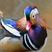 Mandarin Duck  by joysfocus