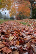 8th Nov 2014 - Fallen Leaves