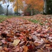 Fallen Leaves by whiteswan