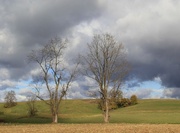 8th Nov 2014 - Trees On A Hillside