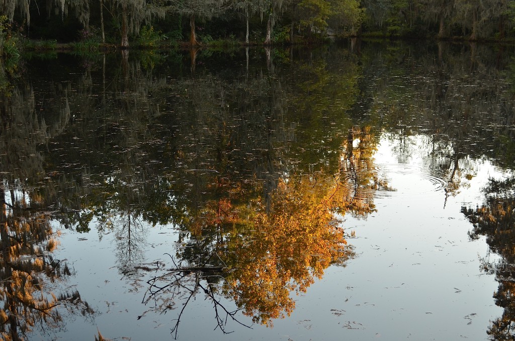 Autumn reflections, Magnolia Gardens, Charleston, SC by congaree