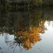 Autumn reflections, Magnolia Gardens, Charleston, SC by congaree