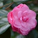 Camellia, Magnolia Gardens, Chalreston, SC by congaree