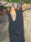 23rd Oct 2014 - Long, autumn afternoon shadows