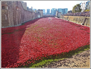 9th Nov 2014 - Blood Swept Lands And Seas Of Red