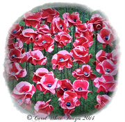 9th Nov 2014 - Poppies For Remembrance Sunday