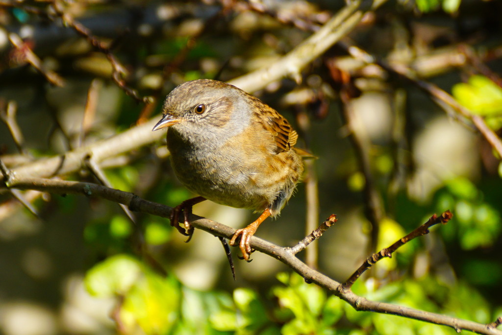 HEDGE SPARROW  by markp