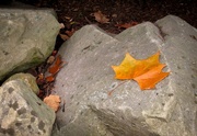 9th Nov 2014 - Leaf on a rock