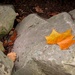 Leaf on a rock by mittens