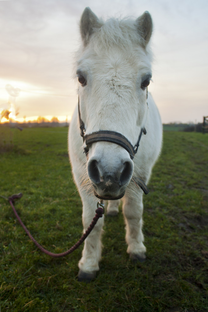 Shetland Pony by lily