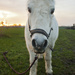 Shetland Pony by lily