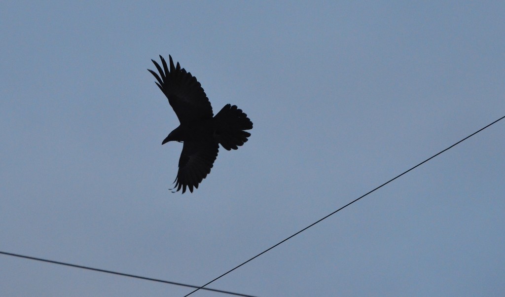 Day 131 - Circling by ravenshoe
