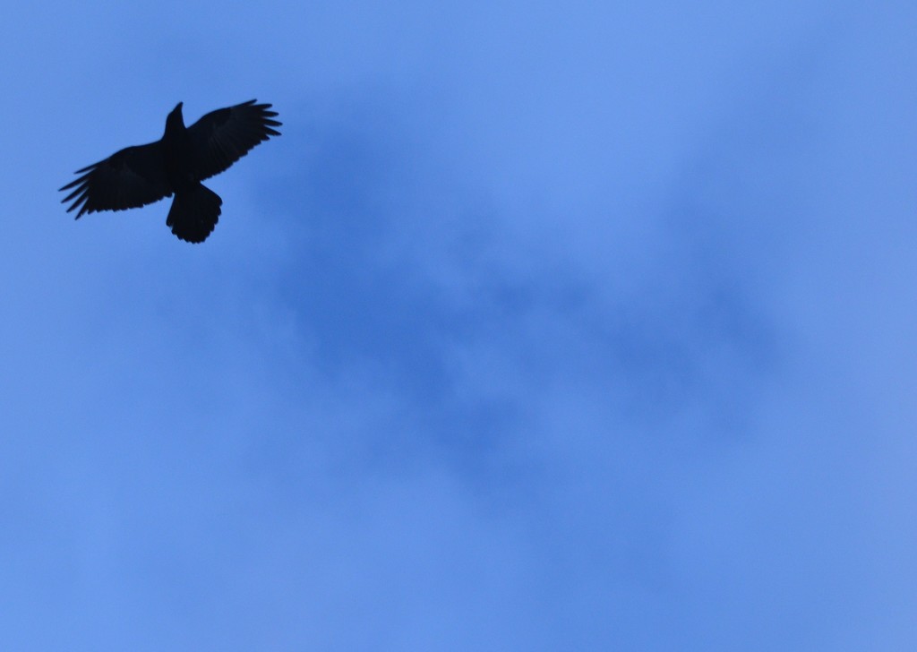 Day 132 - High Flight by ravenshoe