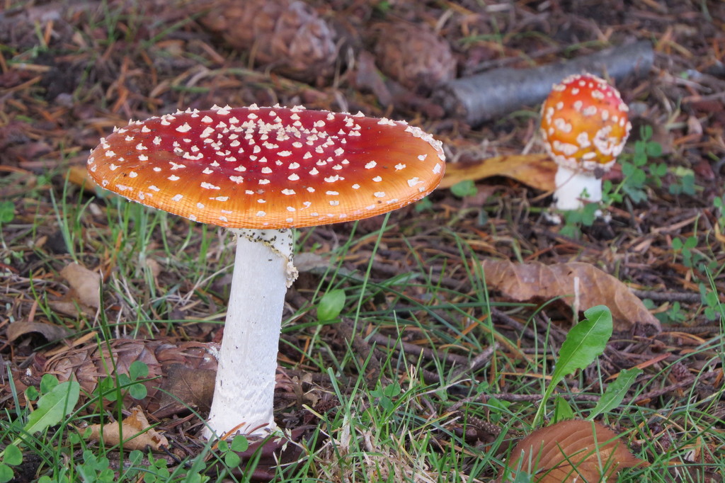 Fungi by seattlite